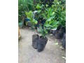 fruits-plants-small-4