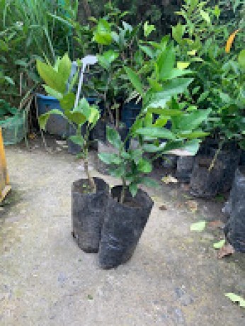 fruits-plants-big-4