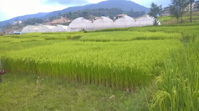 beautiful-land-ghaderi-for-sale-in-banepa-area-big-0