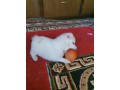 japanese-spitz-male-for-sale-on-7500with-its-cage-free-small-0