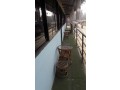 restaurant-for-sale-at-dhapakhel-small-2