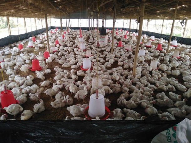 poultry-farm-b-at-mahalaxmi-big-0