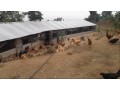 poultry-farm-b-small-0