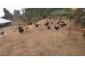 poultry-farm-b-small-2