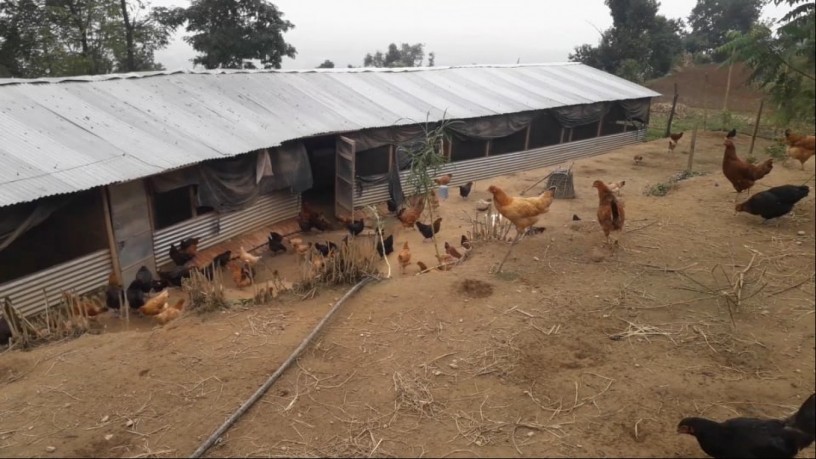poultry-farm-b-big-0