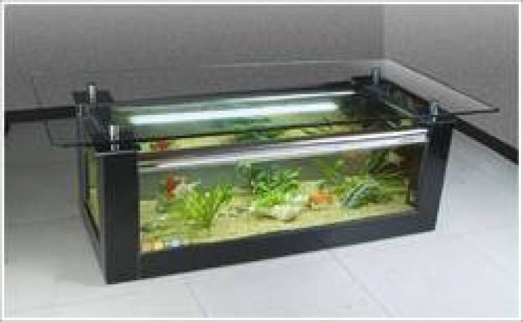 aqueriam-any-size-big-0