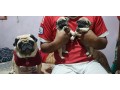 fawn-wrinkles-pug-puppies-on-sale-small-0