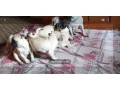fawn-wrinkles-pug-puppies-on-sale-small-2