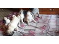 fawn-wrinkles-pug-puppies-on-sale-small-1