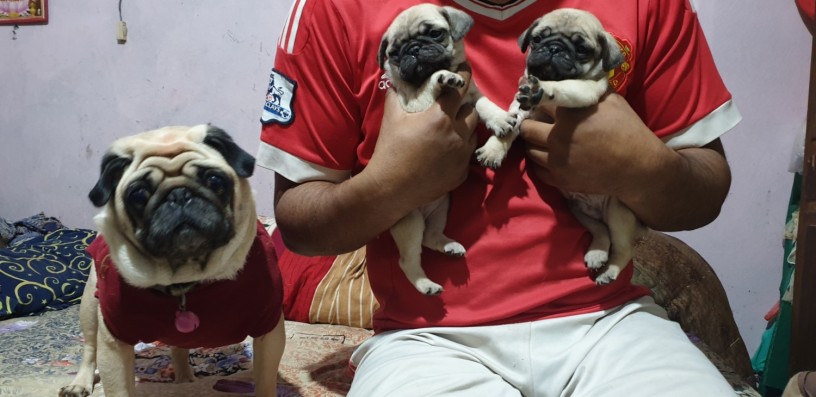 fawn-wrinkles-pug-puppies-on-sale-big-0