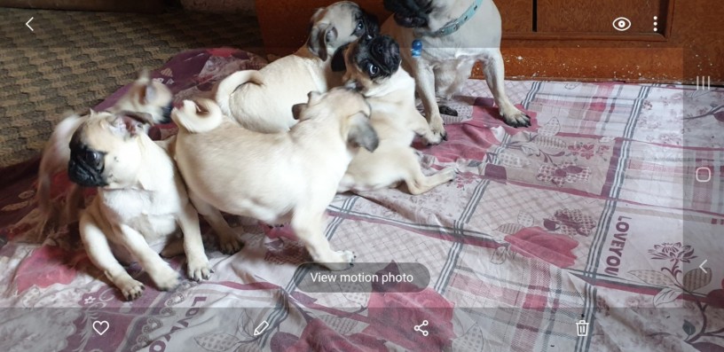 fawn-wrinkles-pug-puppies-on-sale-big-2