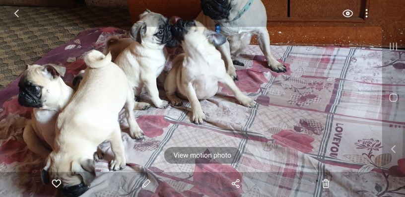 fawn-wrinkles-pug-puppies-on-sale-big-1