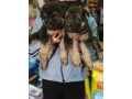 german-shephard-puppy-small-0