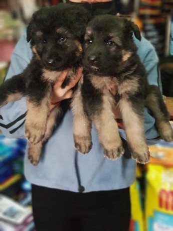 german-shephard-puppy-big-0