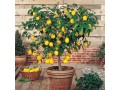 fruit-s-plant-on-sale-small-1
