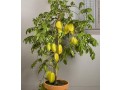 fruit-s-plant-on-sale-small-0