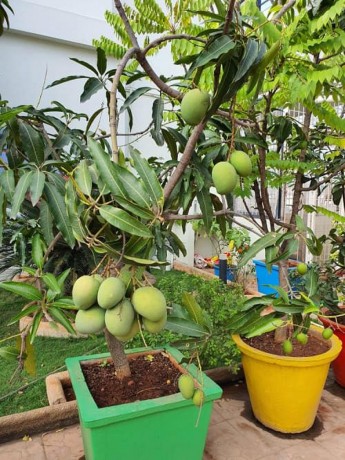 fruit-s-plant-on-sale-big-2