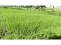residential-land-for-sale-siru-tar-small-0