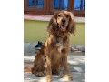 cute-dog-on-sale-small-0