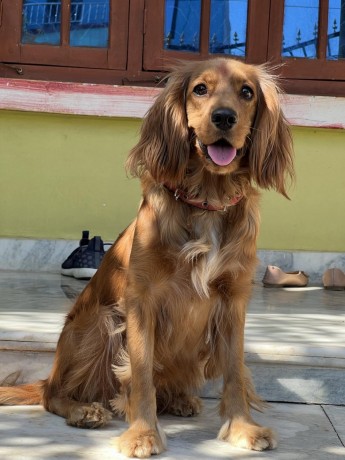 cute-dog-on-sale-big-0