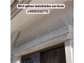 bird-spikes-installation-service-in-kathmandu-9851332772-small-0